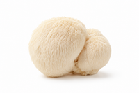 Lion's Mane